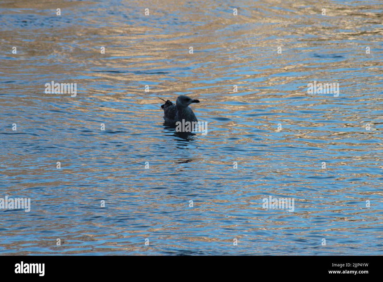 Nahaufnahme einer Möwe, die während des Sonnenuntergangs in Rom, Italien, im Tiber schwimmt Stockfoto