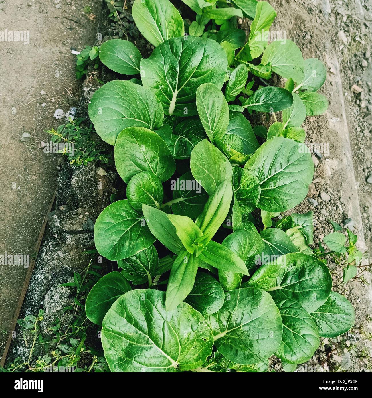 Ein flaches Lay von Choy Sum Pflanze auf einem felsigen Gras Stockfoto