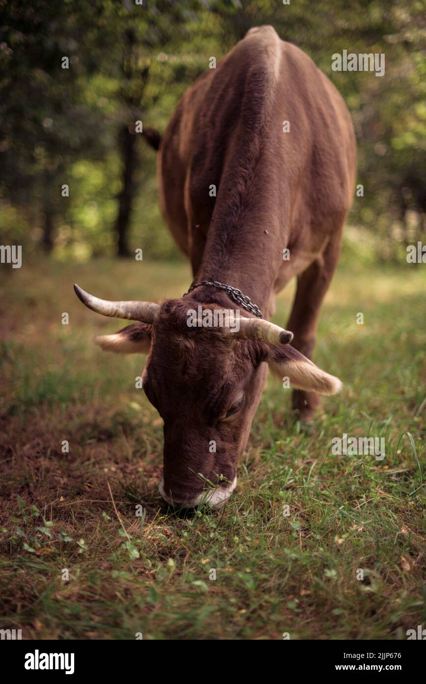 Eine braune Kuh, die auf einem grünen Grasfeld im Hof grast Stockfoto