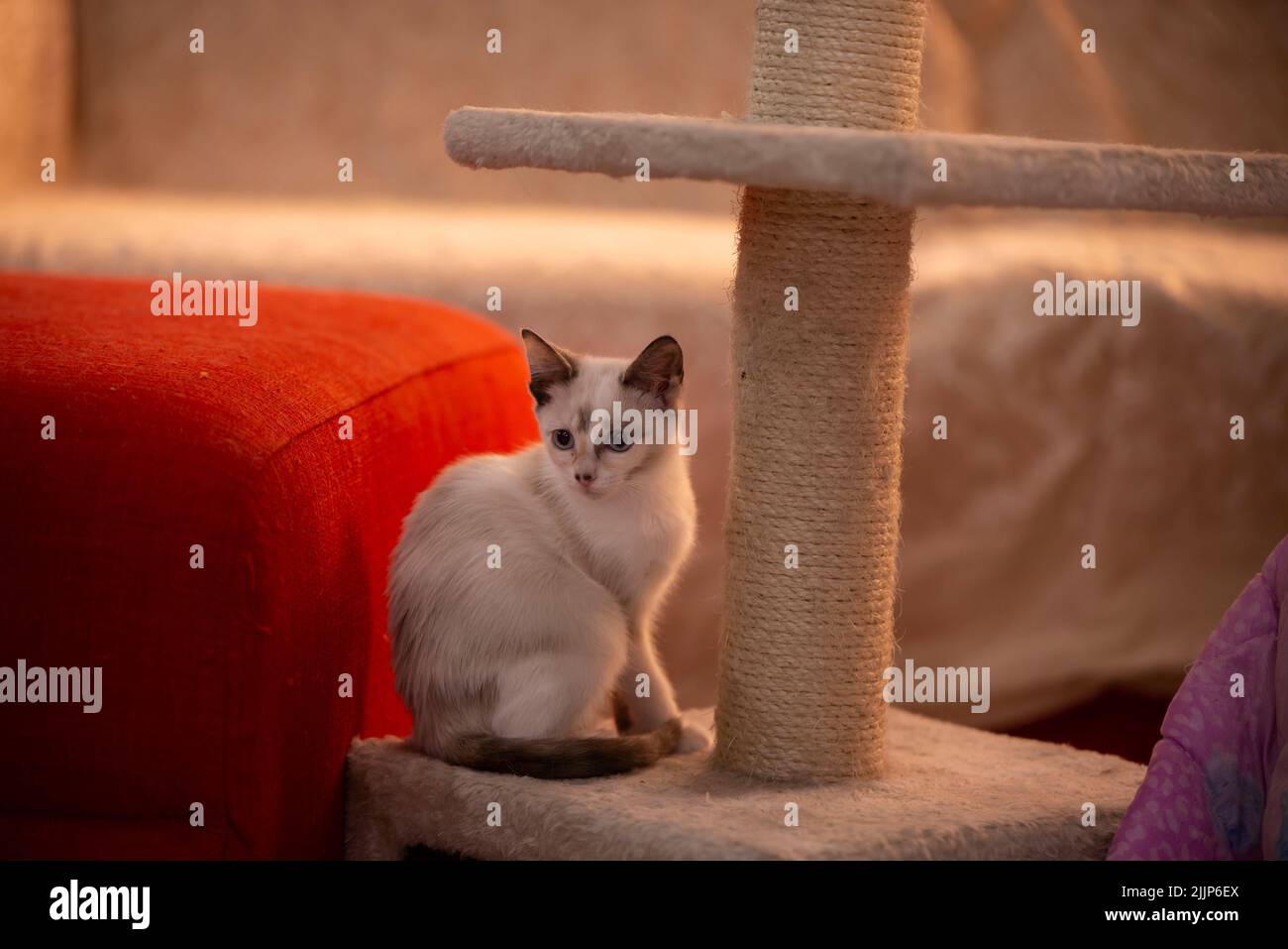 Ein süßes weißes Kätzchen, das in seinem Haus sitzt Stockfoto