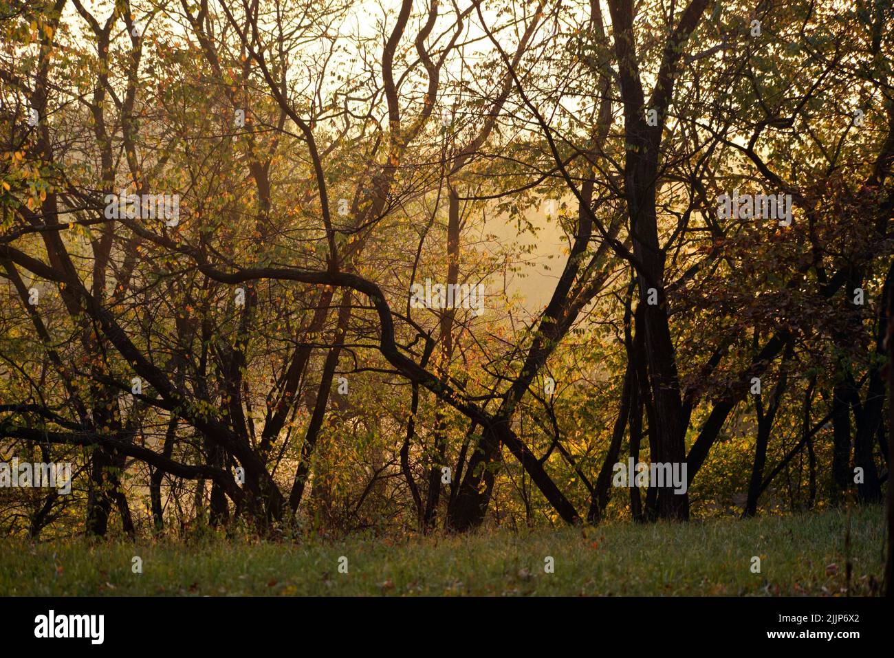 Eine schöne Landschaft von Herbstbäumen in einem Wald Stockfoto
