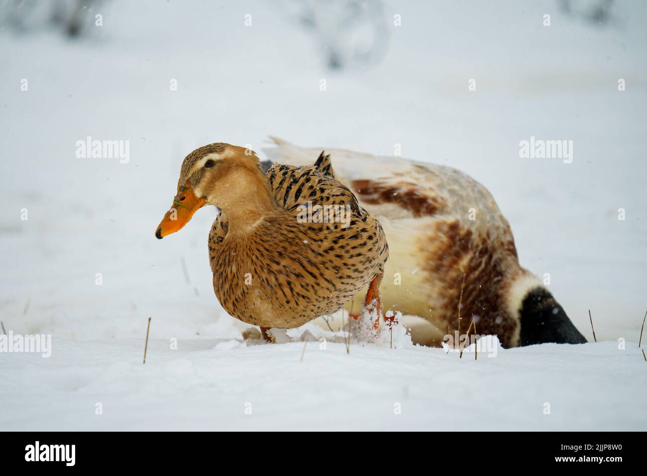 Ein paar Stockenten auf einem verschneiten Feld im Winter Stockfoto