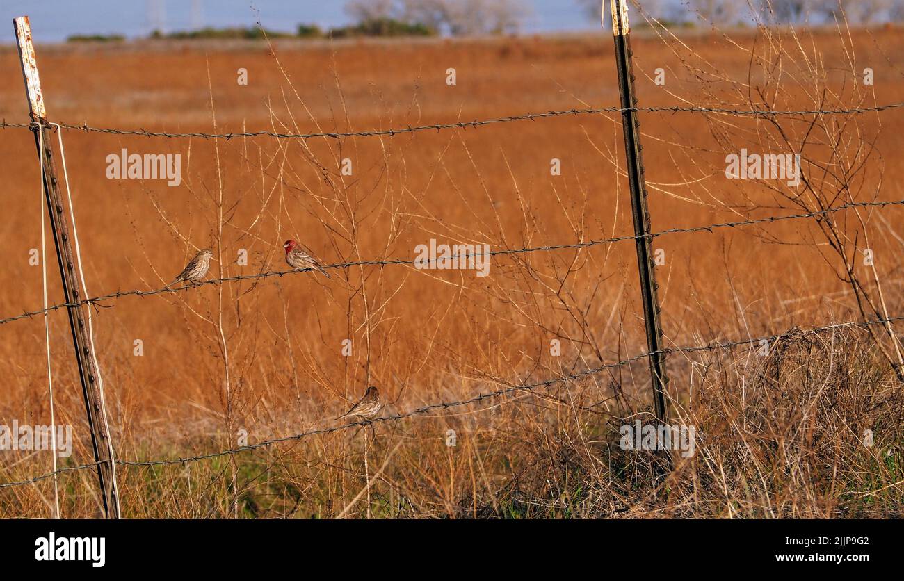 Zwei kleine Vögel sitzen auf Stacheldrähten auf einem Zaun in einem goldenen Feld Stockfoto