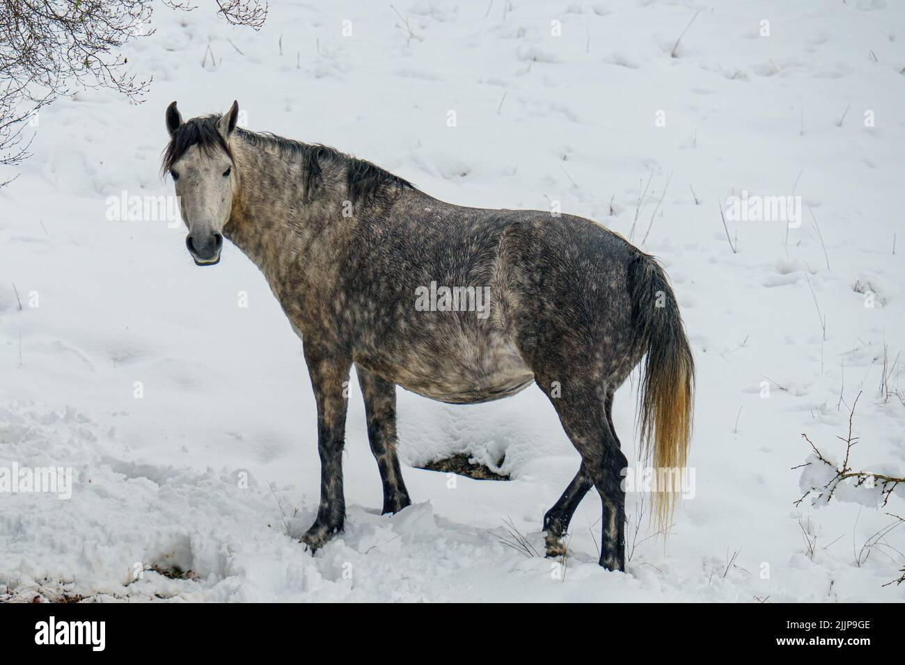 Im Winter ein einschneites graues Pferd auf einem verschneiten Feld Stockfoto