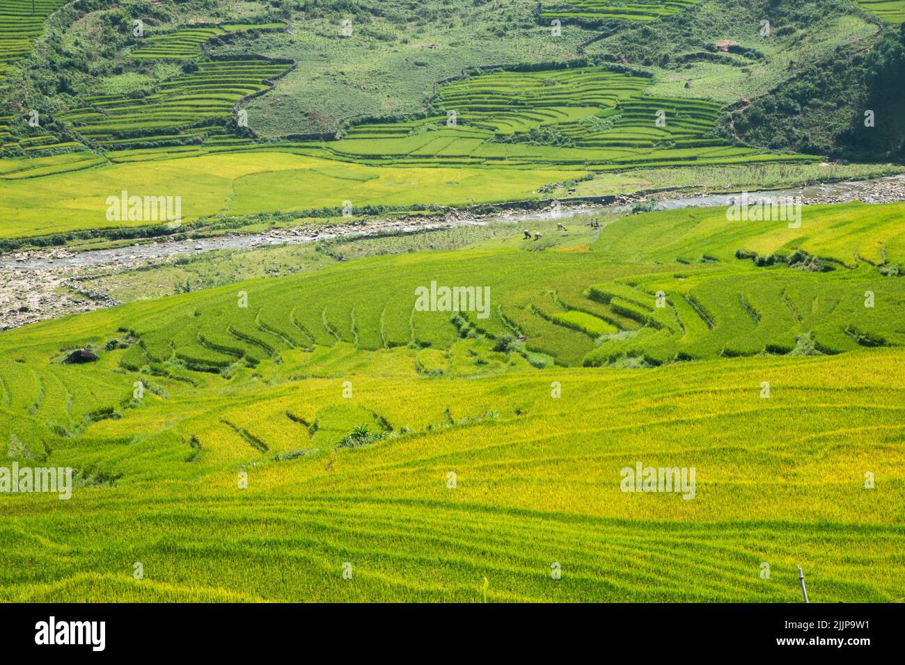 Eine schöne Aussicht auf Reisfelder in Sa pa, Vietnam Stockfoto