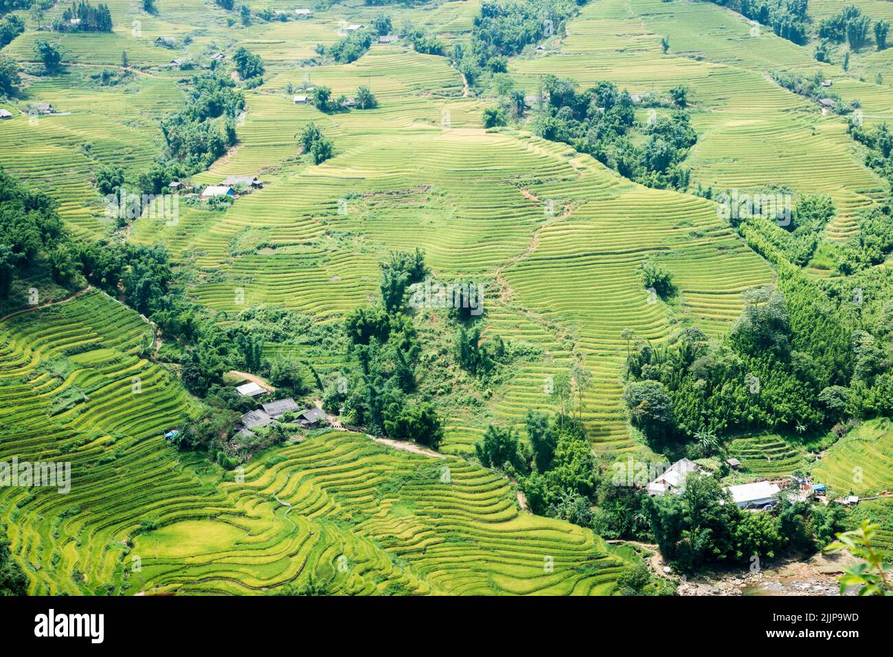 Eine schöne Aussicht auf Reisfelder in Sa pa, Vietnam Stockfoto