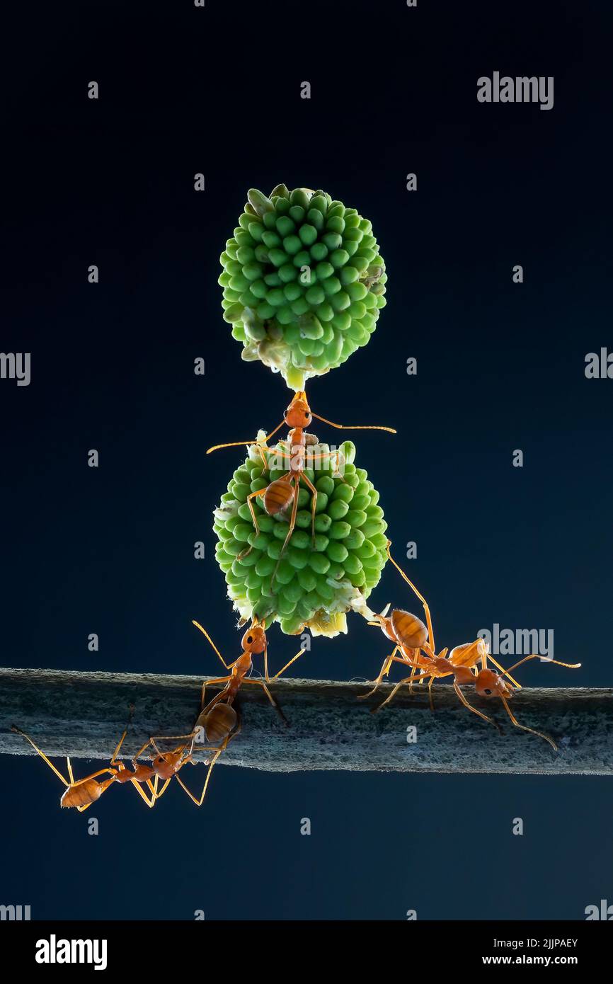 Fünf Ameisen auf einem Zweig, der Mimosaamen trägt, Indonesien Stockfoto