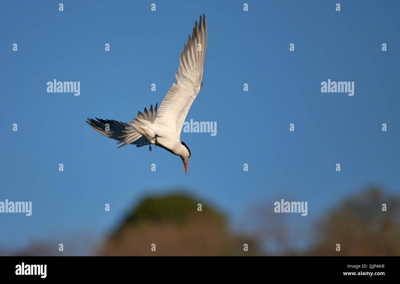 Eine Nahaufnahme einer königlichen Seeschwalbe mit offenen Flügeln, die nach unten blicken, während sie auf einem blauen Himmelshintergrund fliegt Stockfoto