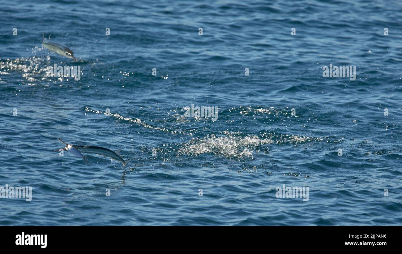 Die Gruppe der Fische, die in das blau klare Meerwasser springen und aus diesem herausspringen Stockfoto
