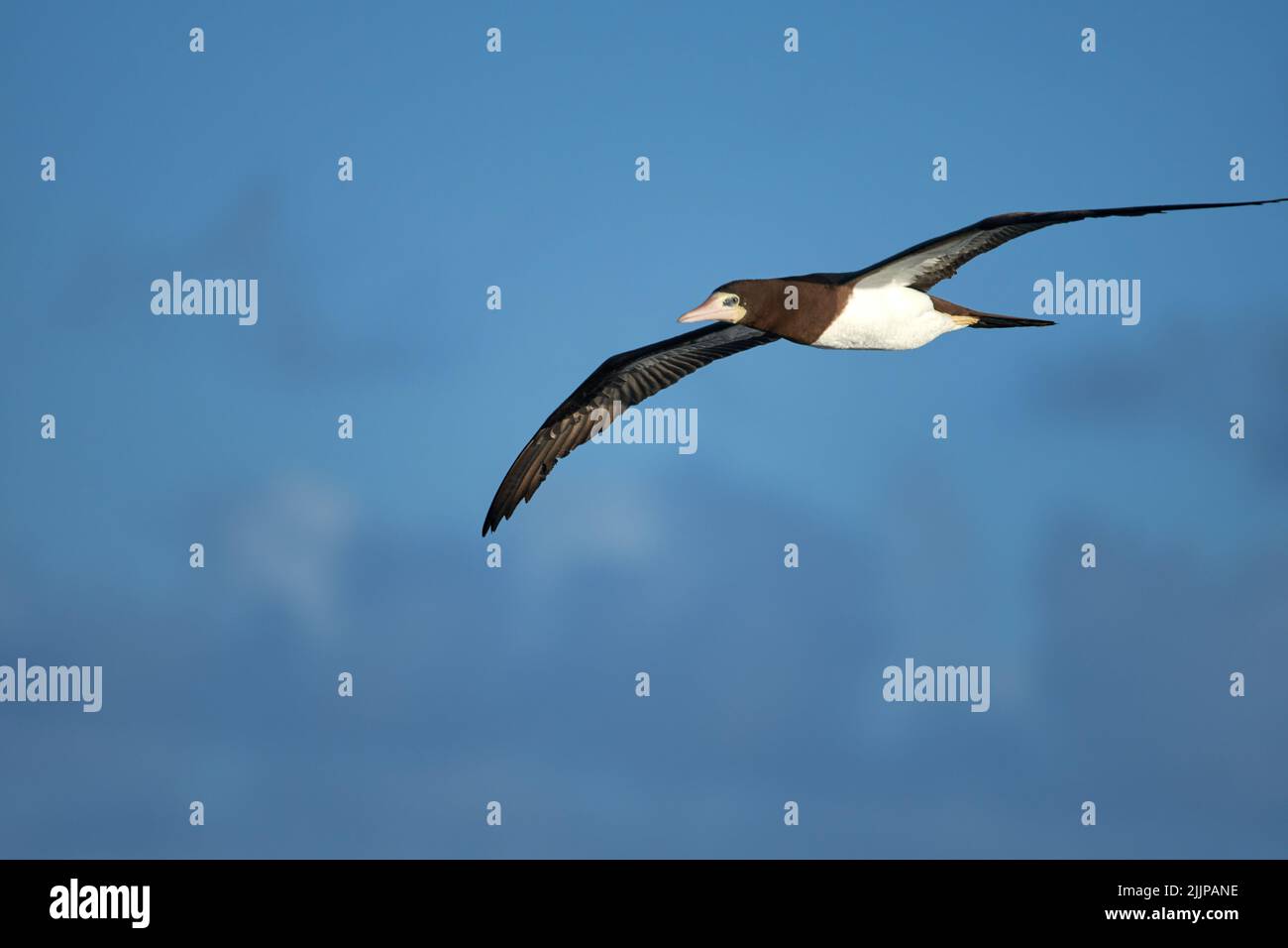 Eine Nahaufnahme eines braunen Boobys mit offenen Flügeln, die auf einem blauen Himmel ragen Stockfoto