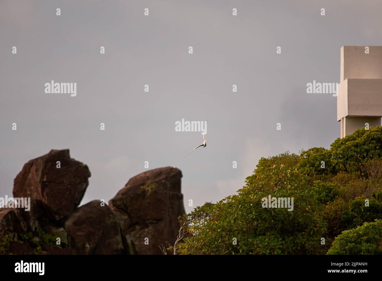 Ein Vogel mit offenen Flügeln, der über großen Felsen und üppigen Bäumen neben einem Gebäude auf blauem Himmel fliegt Stockfoto