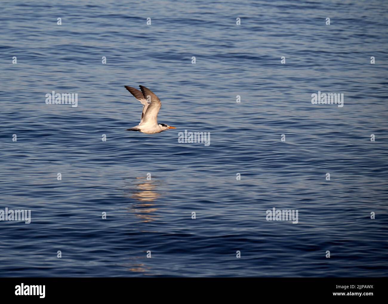 Nahaufnahme eines Vogels, der dicht über dem Meer fliegt Stockfoto