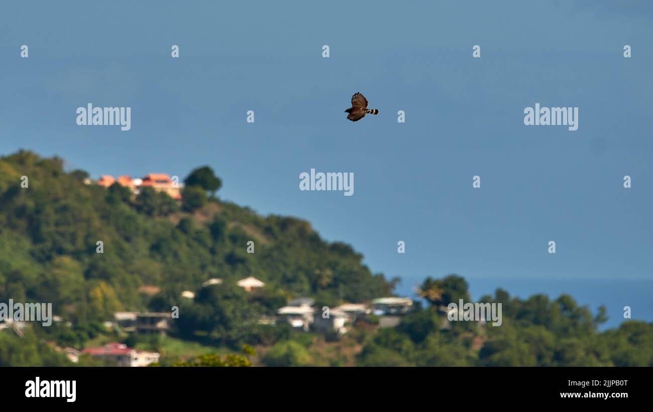 Ein Vogel, der am blauen Himmel mit einem verschwommenen Hintergrund fliegt Stockfoto