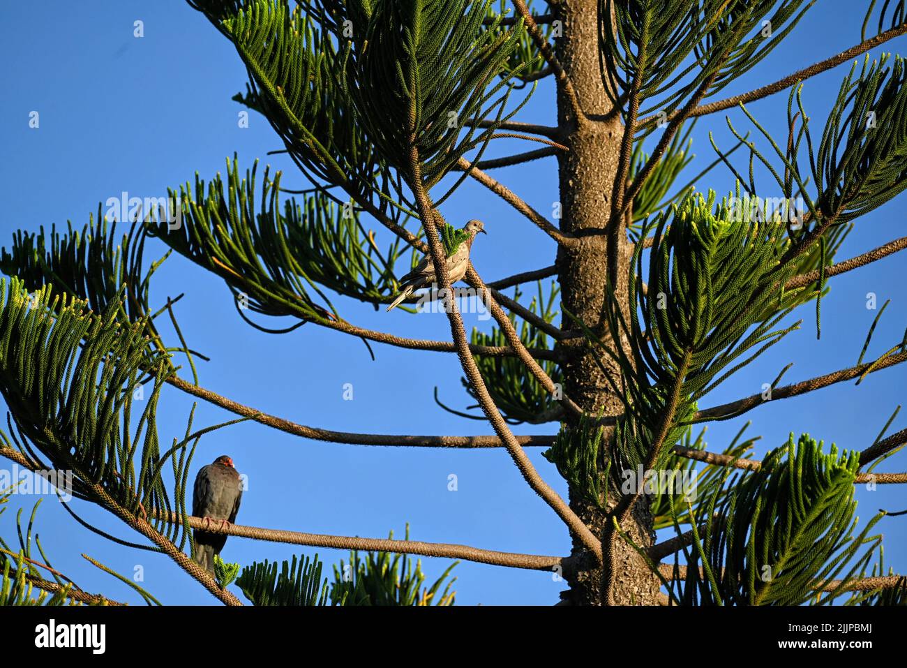 Die Vögel saßen an einem sonnigen Tag auf einem Baum Stockfoto