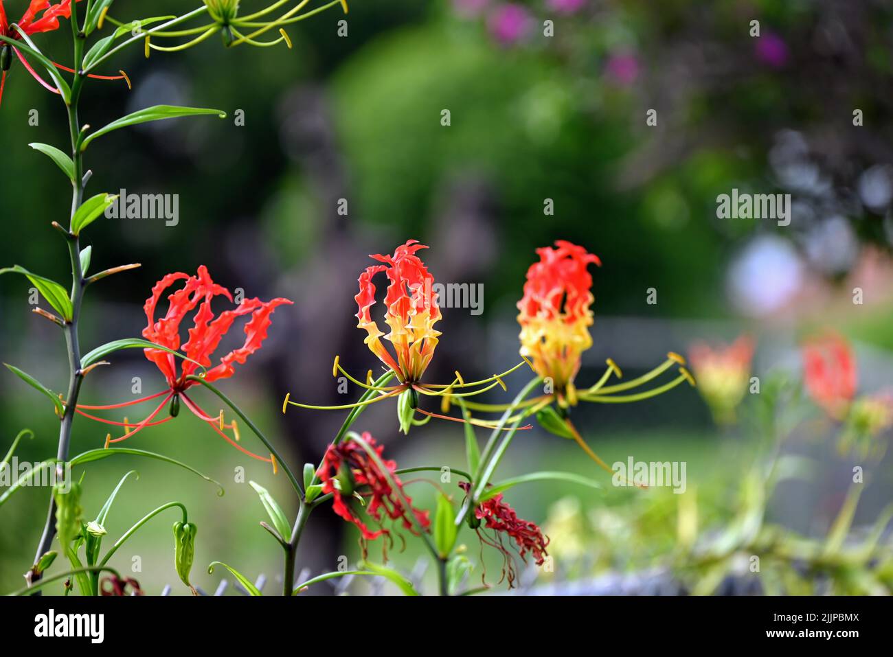 Ein flacher Fokus von Flame Lily bunten Blumen mit verschwommenem Garten Hintergrund Stockfoto