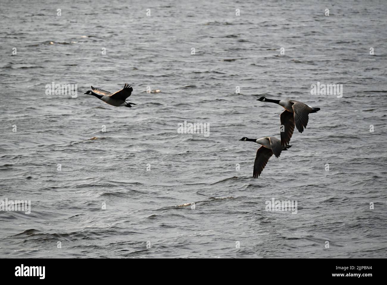 Eine wunderschöne Aufnahme von drei Gänsen, die tagsüber über das Wasser fliegen Stockfoto