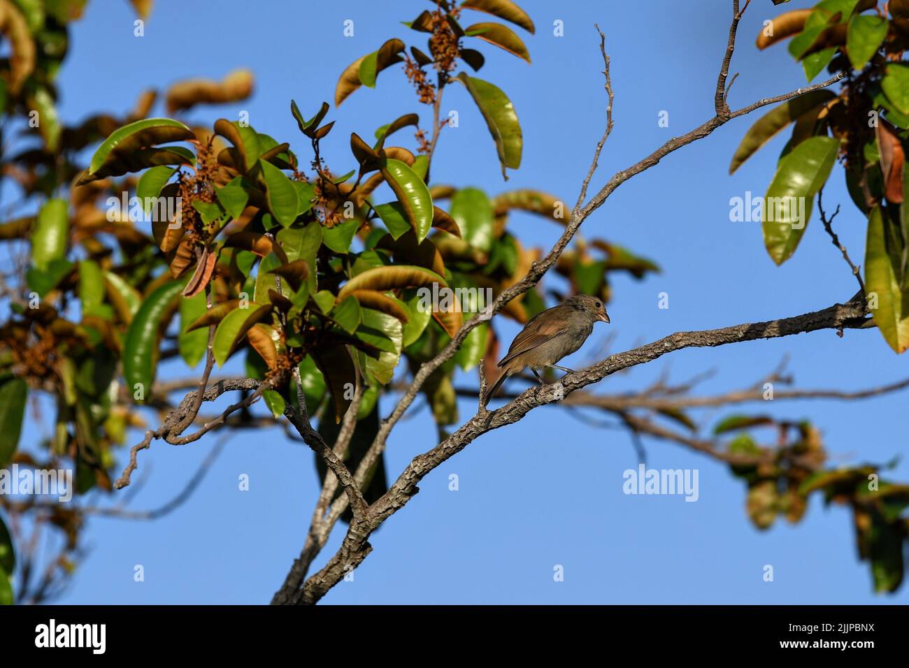 Eine Aufnahme eines barbados-Stierfinkenvogels, der auf einem Baumzweig in hellem Sonnenlicht auf einem unscharfen Hintergrund thront Stockfoto