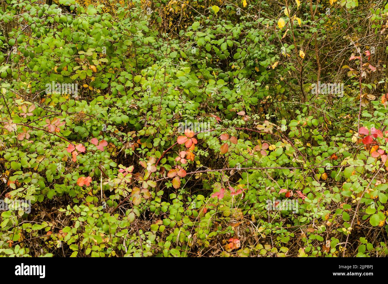 Grüner und orangefarbener Hintergrund mit Blättern und Zweigen einer Brombeere (Rubus ulmifolius) im Herbst im Wald. Stockfoto