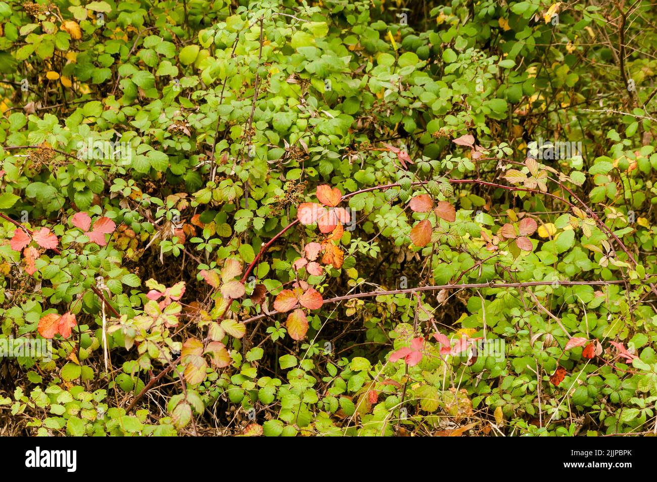 Grüner und orangefarbener Hintergrund mit Blättern und Zweigen einer Brombeere (Rubus ulmifolius) im Herbst im Wald. Stockfoto