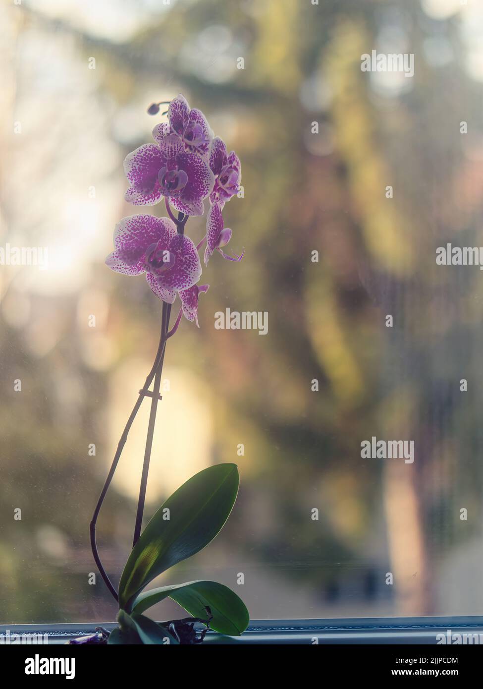 Eine vertikale Aufnahme einer violetten Orchideenblütenart in einem Topf auf einer Fensterbank auf einem verschwommenen Hintergrund Stockfoto