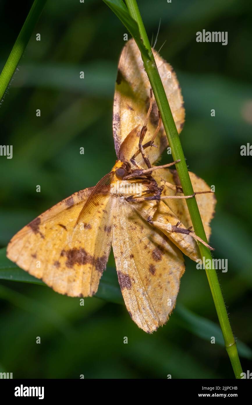 Ein Crocus Geometer Moth (Gattung Xanthotype) klammert sich an einen Stamm. Raleigh, North Carolina Stockfoto