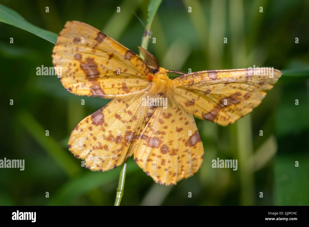 Draufsicht auf eine Crocus Geometer Moth (Gattung Xanthotype), die sich an einem Stamm anklammert. Raleigh, North Carolina Stockfoto