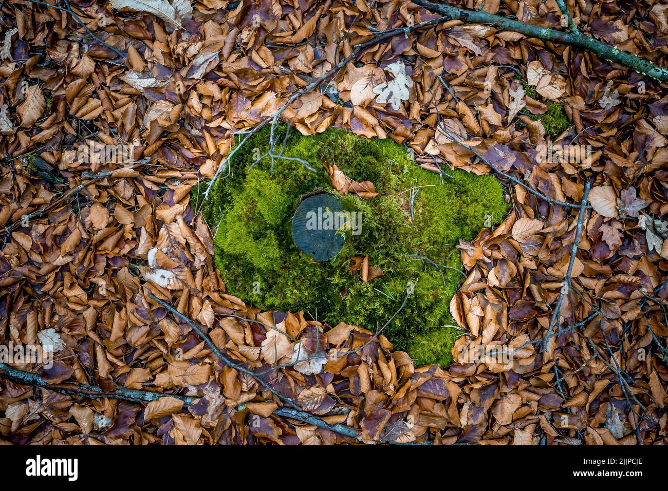 Eine Nahaufnahme von Moos, das auf dem Boden wächst Stockfoto