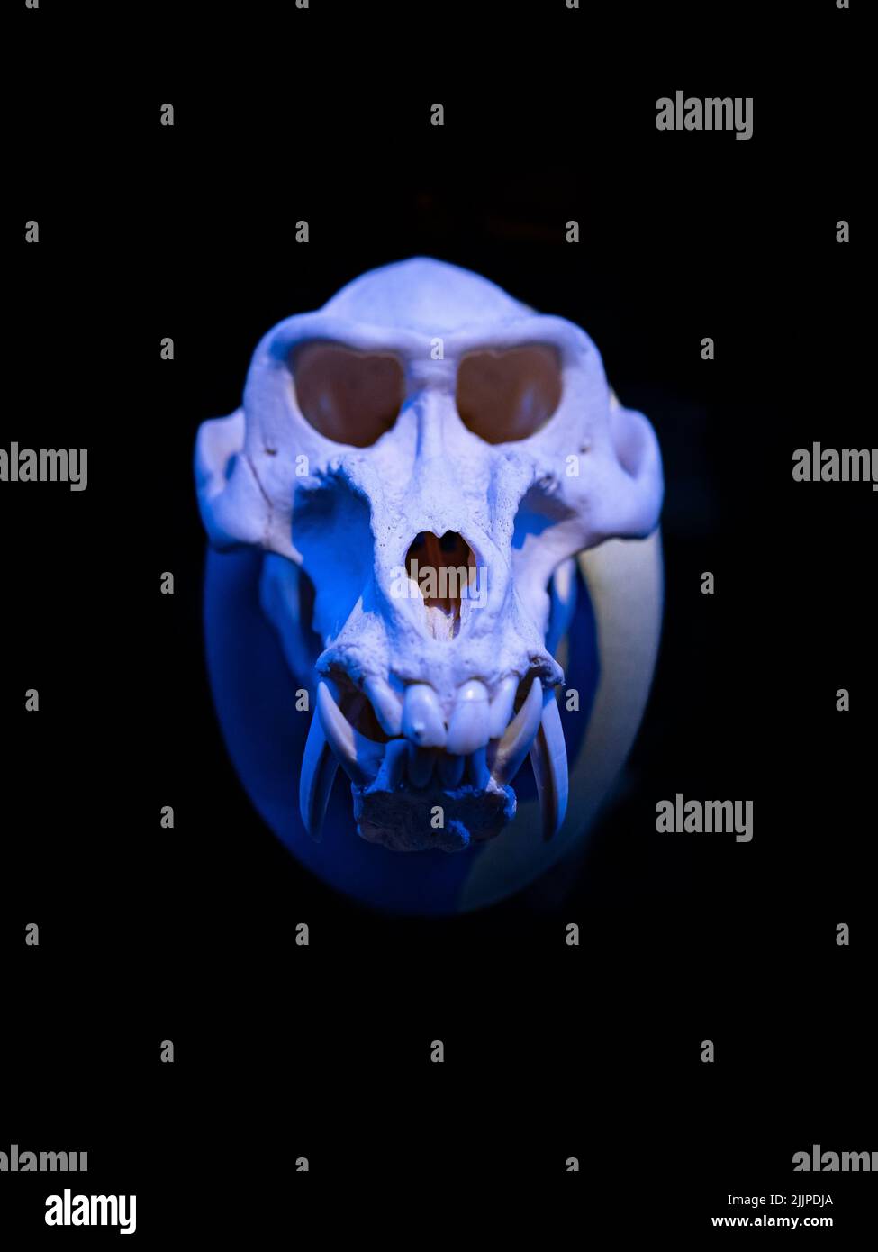 Ein antiker Tierschädel im National Museum of Antiquities in Leiden, Niederlande Stockfoto