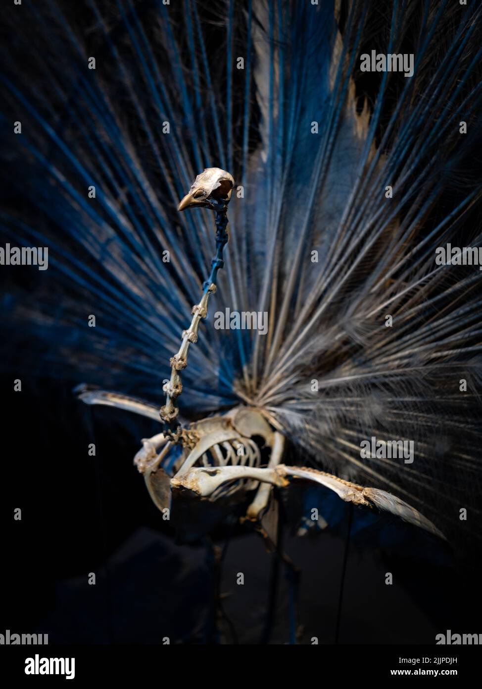 Ein Pfauenskelett im Nationalen Museum für Altertümer in Leiden, Niederlande Stockfoto