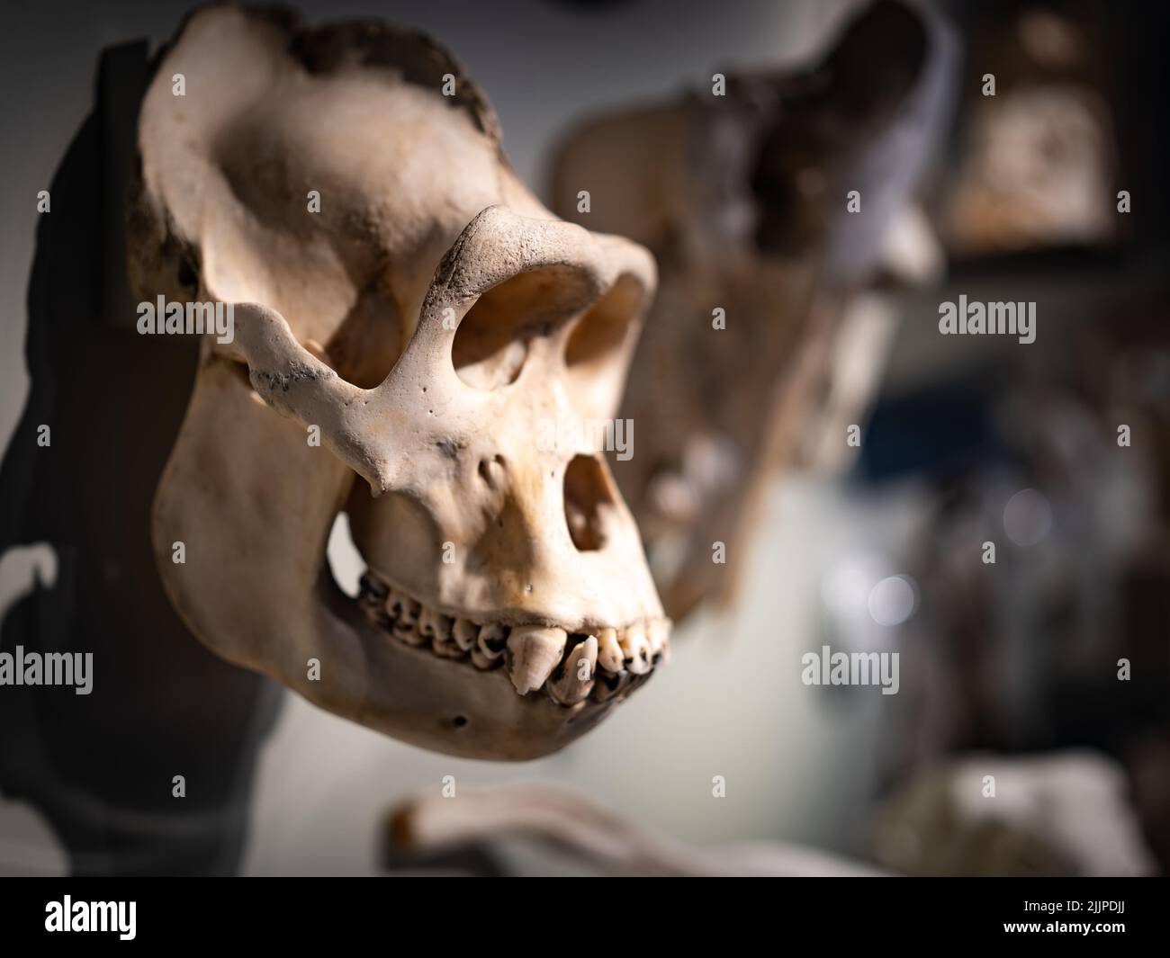 Ein Tierschädel an der Wand im National Museum of Antiquities in Leiden, Niederlande Stockfoto