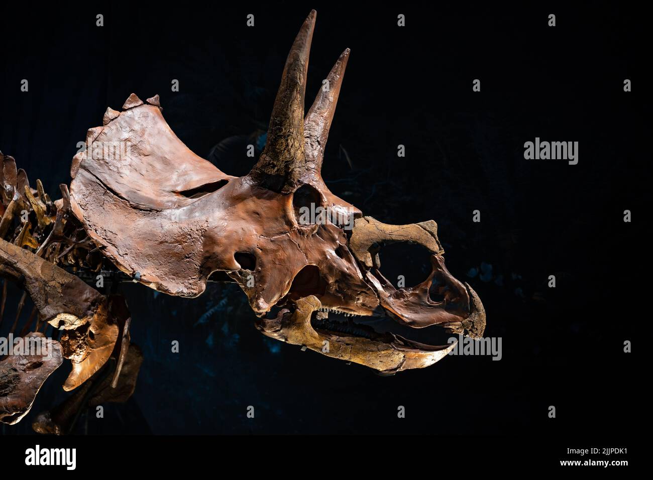 Ein antiker Tierschädel im National Museum of Antiquities in Leiden, Niederlande Stockfoto