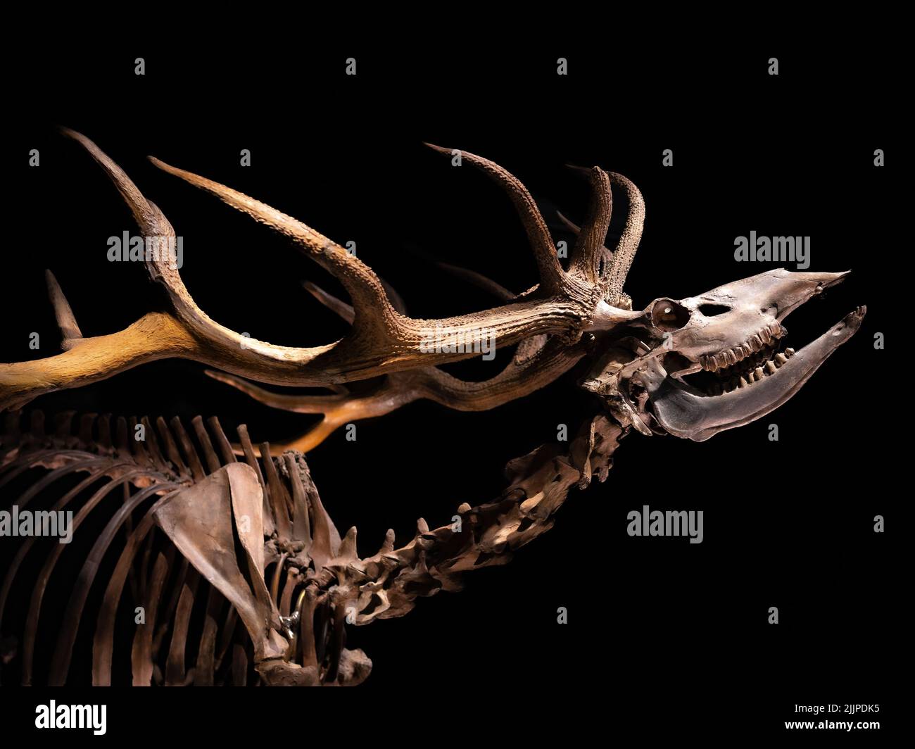 Ein prähistorisches Tierskelett im Nationalmuseum für Altertümer in Leiden, Niederlande Stockfoto