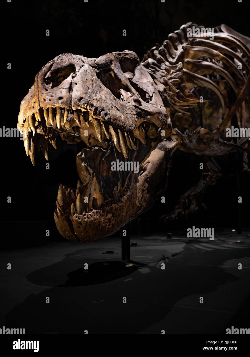 Ein Tyrannosaurus rex Skelett im National Museum of Antiquities in Leiden, Niederlande Stockfoto