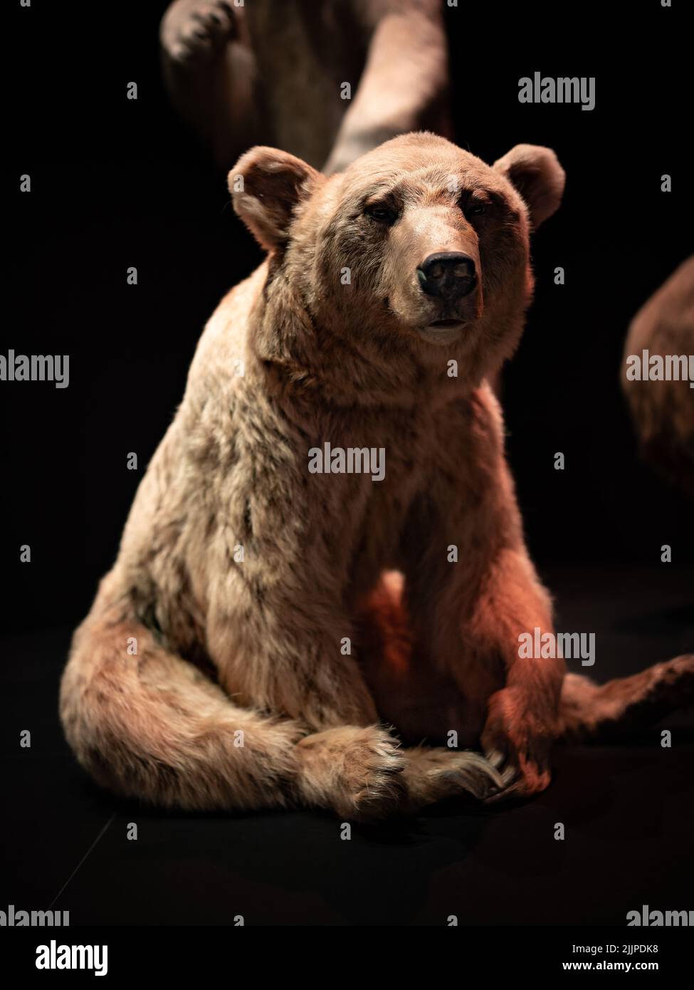 Ein Bär in einem Museum in Leiden, Niederlande Stockfoto