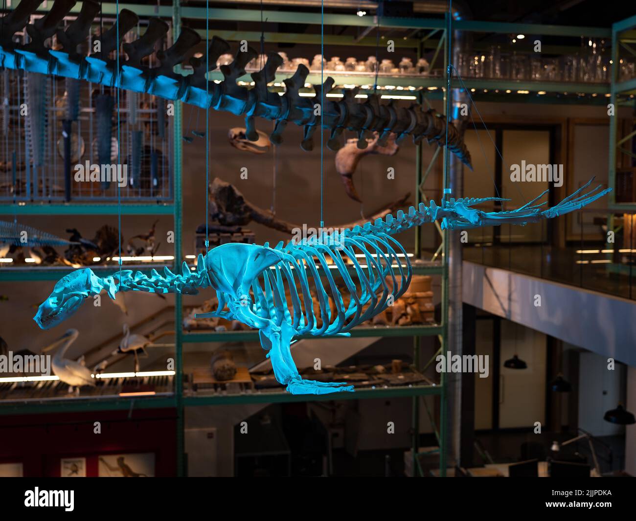 Ein Tierskelett im Nationalmuseum für Altertümer in Leiden, Niederlande Stockfoto