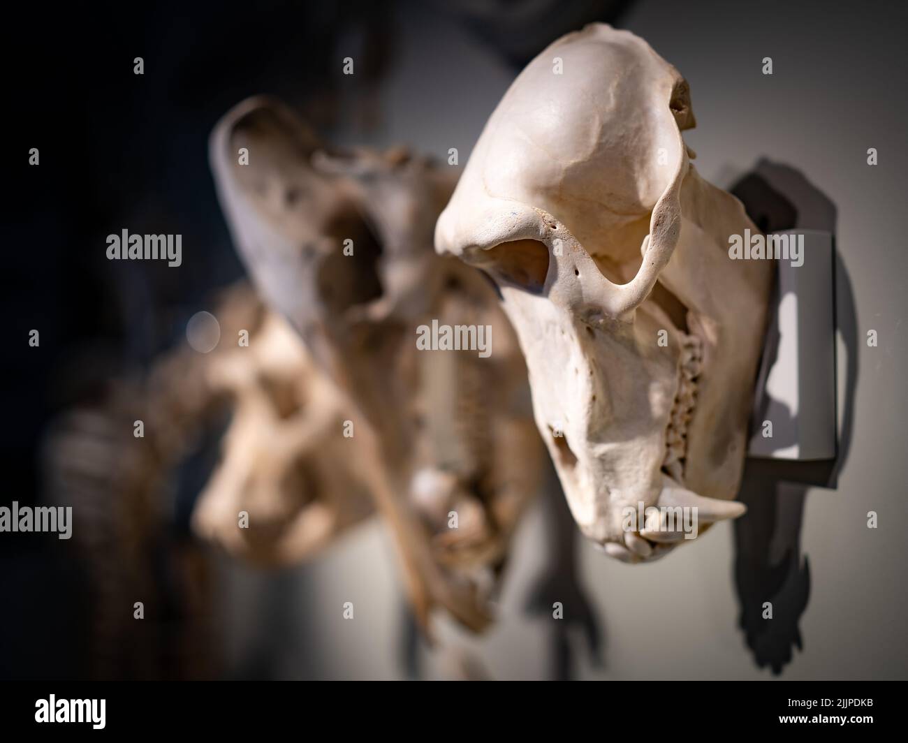 Ein Tierschädel an der Wand im National Museum of Antiquities in Leiden, Niederlande Stockfoto