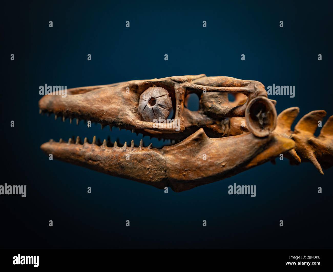 Ein Dinosaurierschädel im National Museum of Antiquities in Leiden, Niederlande Stockfoto