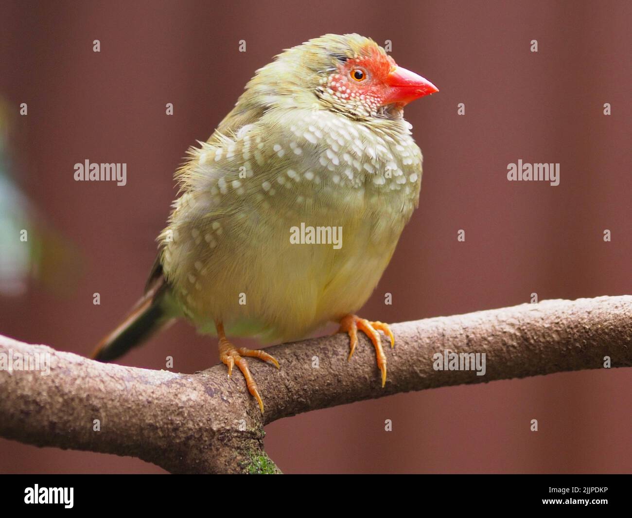 Lebhaft fröhlicher, friskiger Rüde Star Finch mit hellen Augen und blendendem Gefieder. Stockfoto