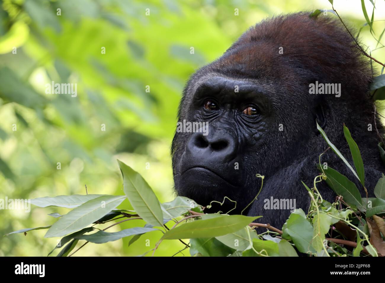Nahaufnahme eines Gorillas, Indonesien Stockfoto