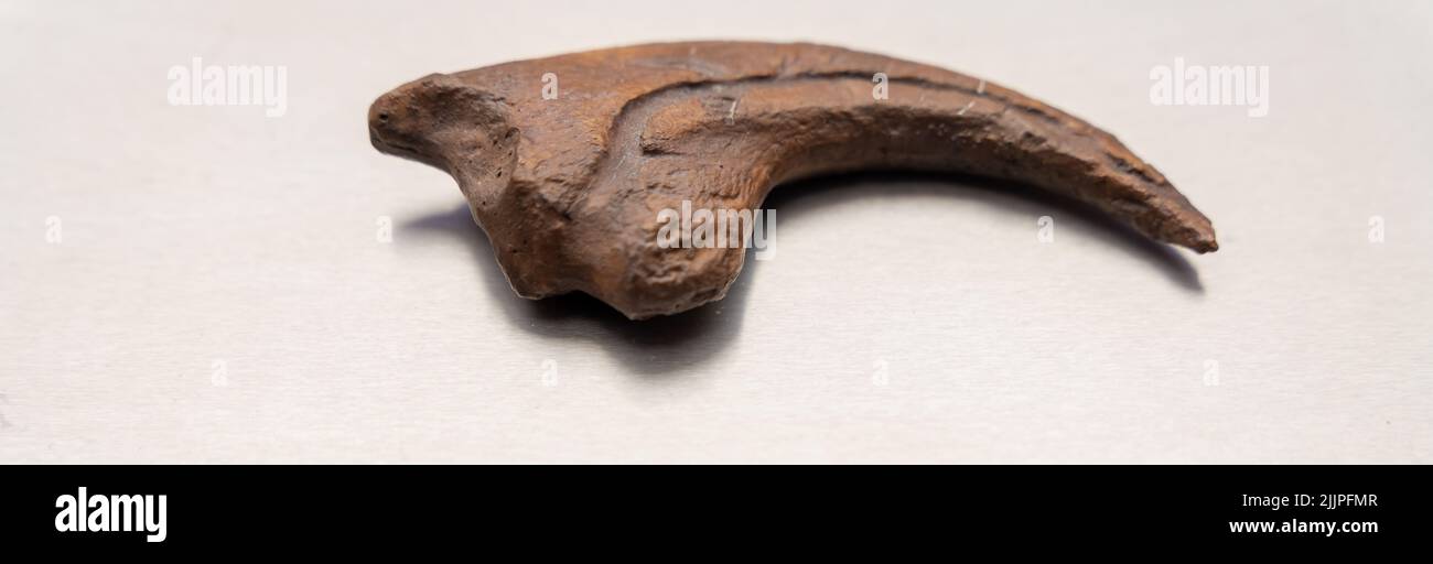 Eine Dinosaurierkralle isoliert auf weißem Hintergrund Stockfoto