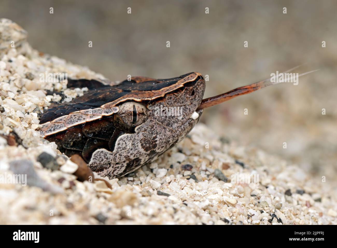 Nahaufnahme einer Grubenviper-Schlange, die aus dem Sand in Indonesien auftaucht Stockfoto