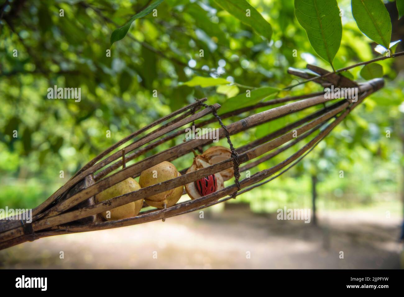 Nahaufnahme von frischen Muskatnüssen in einem Muskatnuss-Obstpflücker, Maluku-Inseln, Indonesien Stockfoto