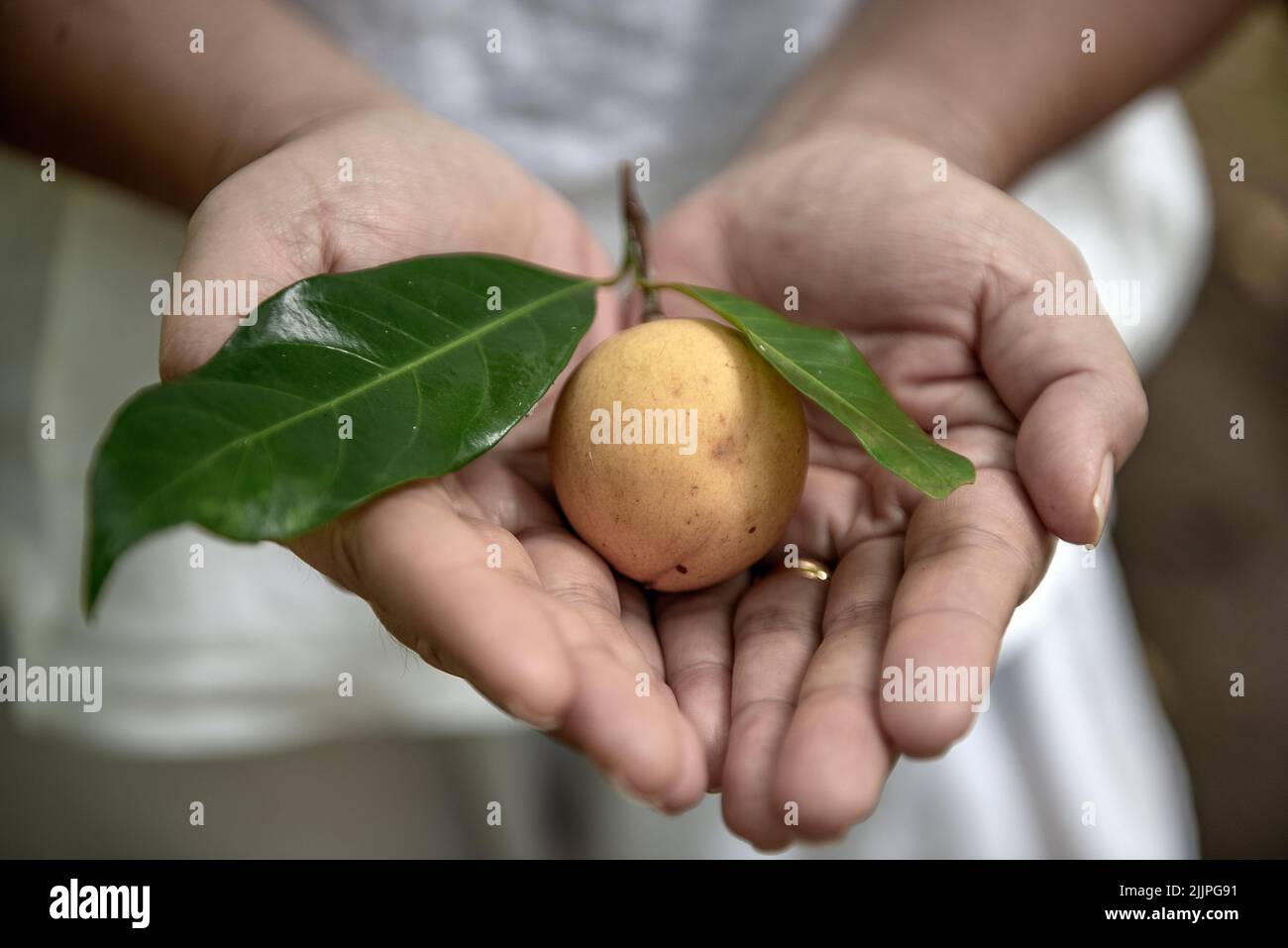 Nahaufnahme einer Person, die eine frische Frucht vom Baum Myristica fragrans, den Inseln von Maluku, Indonesien, hält Stockfoto