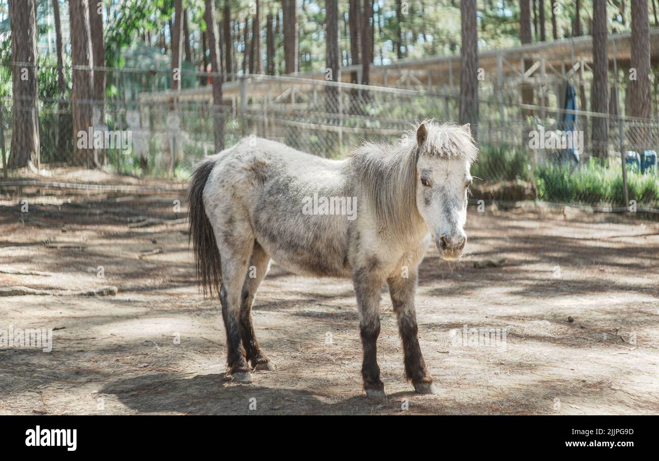 Eine schöne Aufnahme eines weißen und grauen Ponys, das in seinem Gehege im Zoo in hellem Sonnenlicht steht Stockfoto