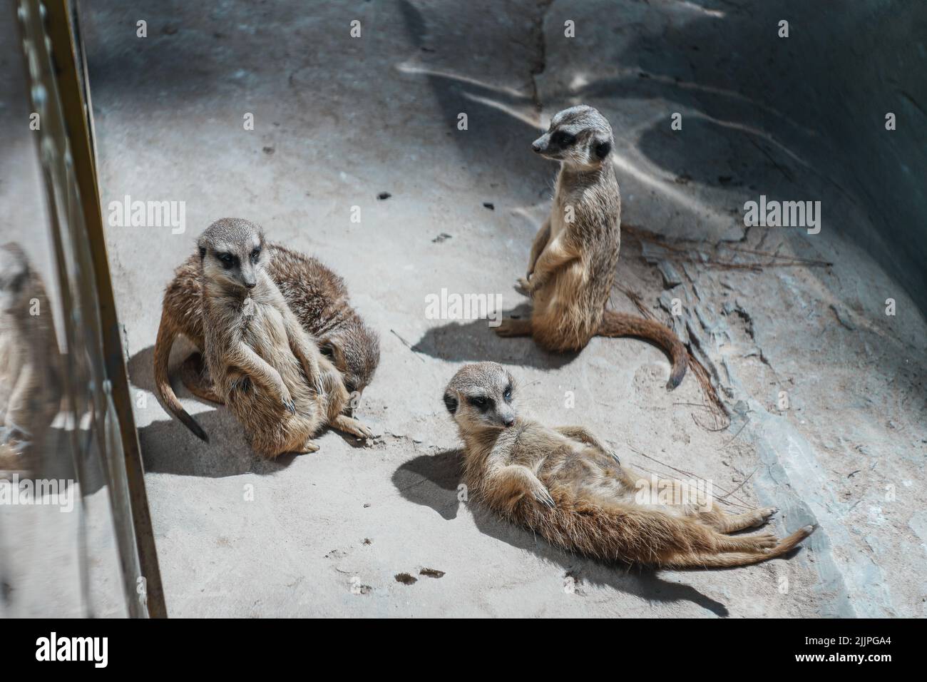 Eine Nahaufnahme von vier Erdmännchen, die sich in ihrem Gehege im Zoo in hellem Sonnenlicht auf dem Boden entspannen Stockfoto