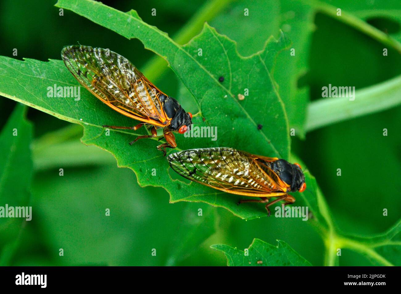 Eine Nahaufnahme von zwei regelmäßigen Zikaden auf einem Blatt in Missouri Stockfoto