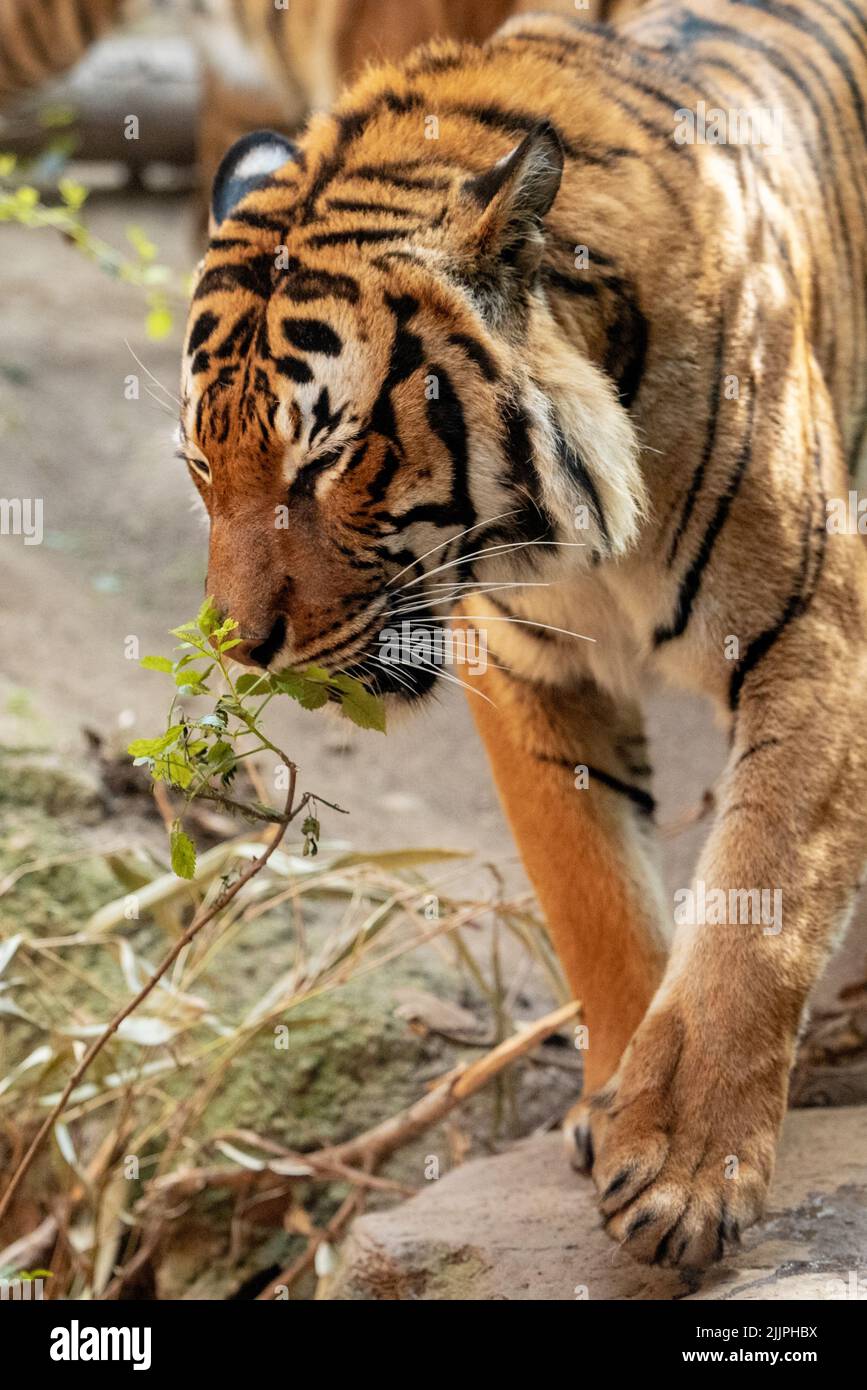 Eine Nahaufnahme eines wunderschönen Tigers, der tagsüber in seinem Gehege im Zoo eine grüne Pflanze riecht Stockfoto