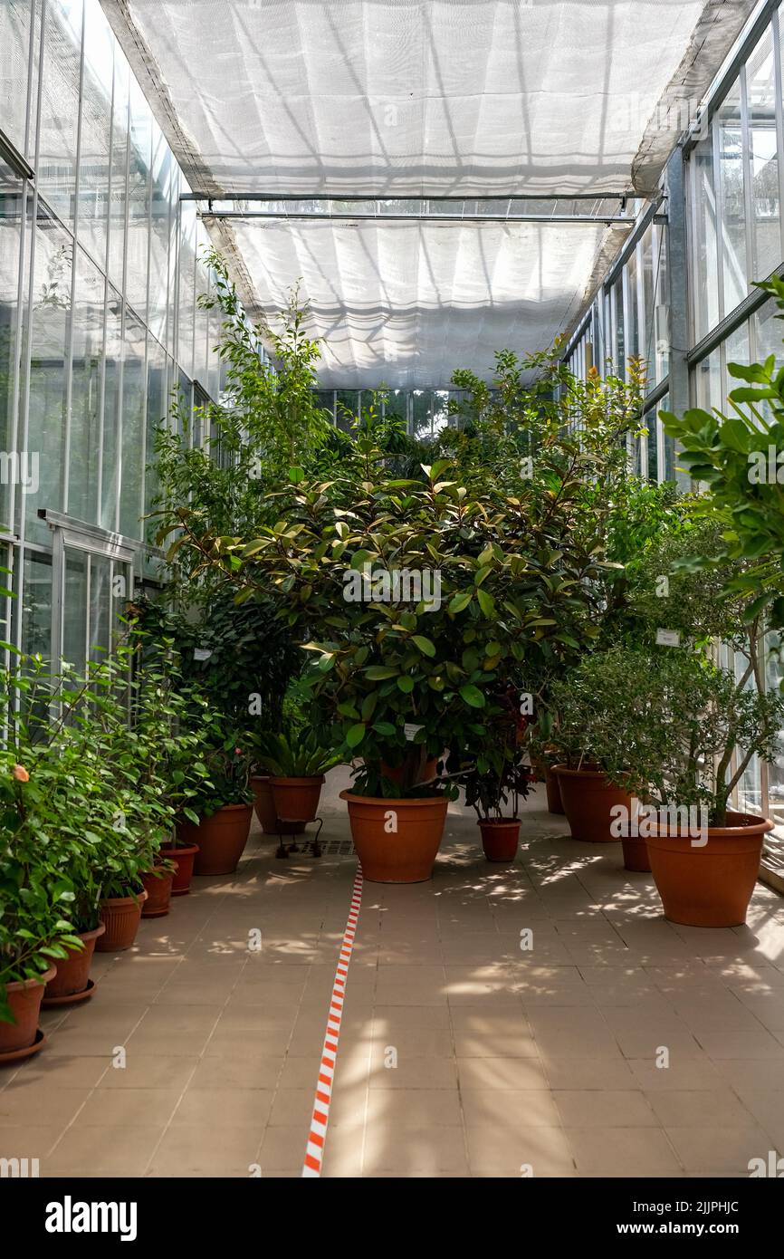 Eine vertikale Aufnahme verschiedener Pflanzen in einem botanischen Innengarten des IASO Stockfoto