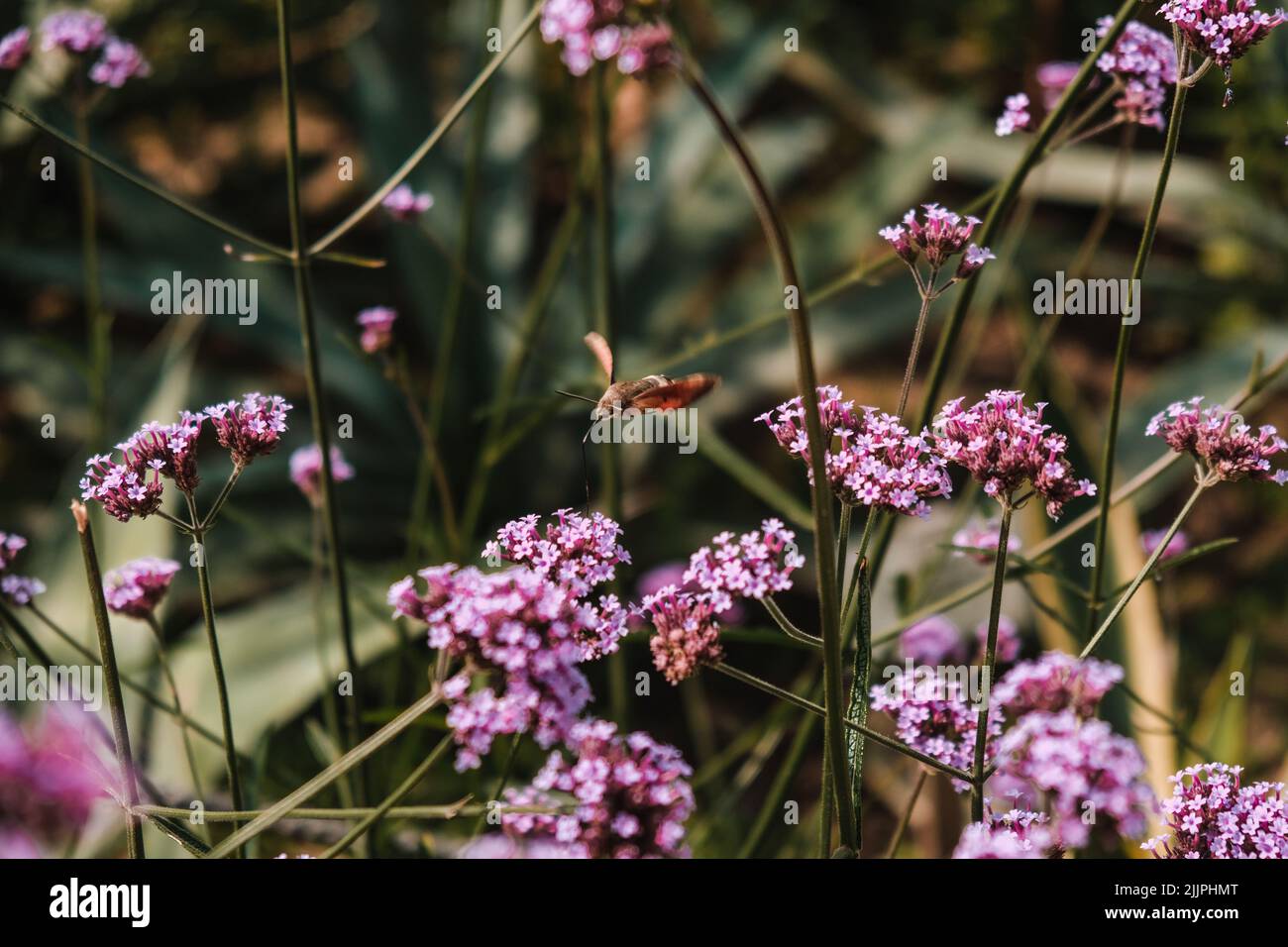 Eine Nahaufnahme von Kolibri-Falkenmotten, die über Purpetop Vervain fliegen. Botanischer Garten von Iasi, Rumänien. Stockfoto