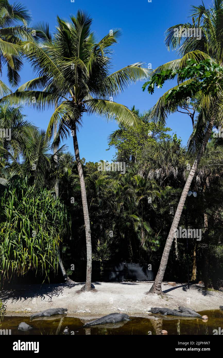 Eine wunderschöne Aussicht auf Palmen am Strand in Naples, Florida Stockfoto
